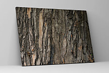 Obraz Kôra stromu 1705